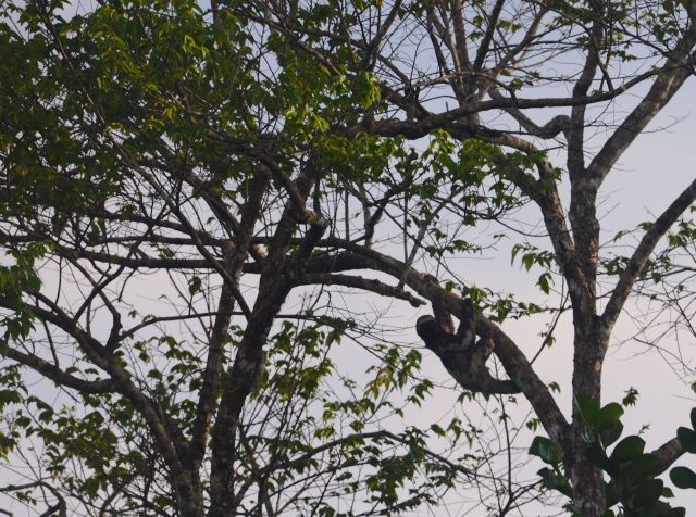 O Bicho-preguiça na copa das árvores.